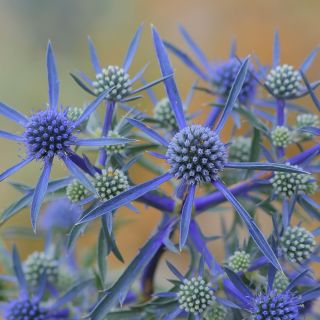 蓝色eryngo，平的海霍莉 -  165种子 - Eryngium planum - 種子