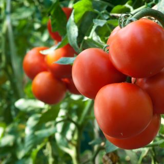 Tomate - Krakus - 320 semillas -  Lycopersicon esculentum Mill.