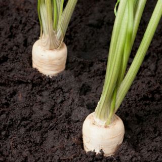 Rădăcină Pătrunjel Semințe Cukrowa - Petroselinum crispum - 4250 semințe