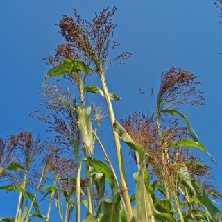 Паниц Семе траве - Паницум виолацеум - 600 семена - Panicum violaceum