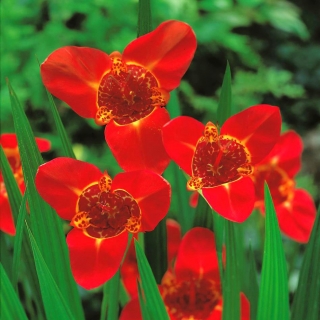 Tigridia, Tiger Flower Red - 10 bulbs