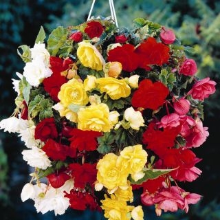 Begonia ×tuberhybrida pendula - mix - pacchetto di 2 pezzi