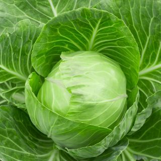 White cabbage "Fantasy" - for cultivation outdoors and under protective covers