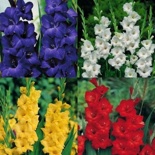 唐菖蒲 -  4种颜色：蓝色，白色，红色，黄色 -  4个;剑百合 - Gladiolus