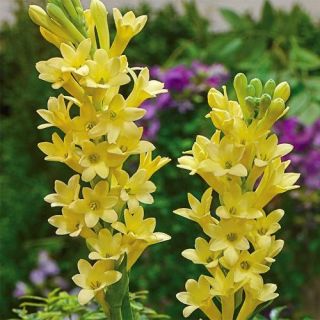 Polianthes，晚香玉黄色婴儿 - 洋葱/块茎/根 - Polianthes tuberosa