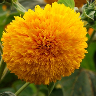 Floarea soarelui ornamentala inalt "Sungold Tall" - 80 de seminte - Helianthus annuus - semințe