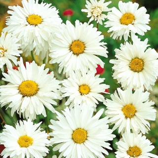 牛眼デイジー、Oxeyeデイジー -  450種子 - Chrysanthemum leucanthemum - シーズ