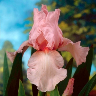 Iris germanica粉红色 - 洋葱/块茎/根