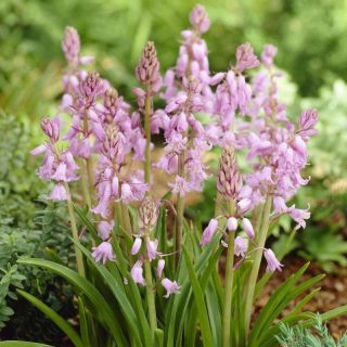 Scilla, Squill Pink - 10 bulbs