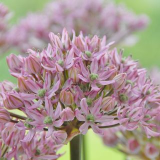 Allium Pink Jewel - čebulica / gomolj / koren