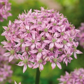 Allium Pink Jewel - květinové cibulky / hlíza / kořen