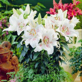 Lilium, Lily Muscadet - bulb / tuber / rădăcină - Lilium Muscadet