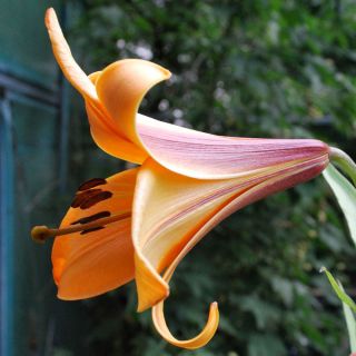 Lilium, Lily African Queen - květinové cibulky / hlíza / kořen