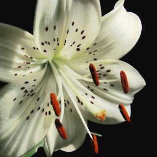 Lilium, Lily White Tiger - βολβός / κόνδυλος / ρίζα - Lilium White Tiger