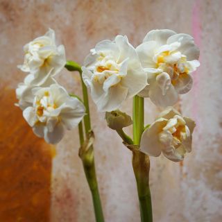 Narsissit - Bridal Crown - paketti 5 kpl - Narcissus