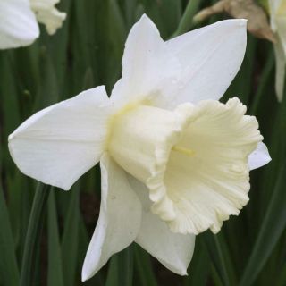 Narcissus Mount Hood - Daffodil Mount Hood - 5 หลอด