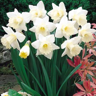 Narcissus Mount Hood - Daffodil Mount Hood - 5 củ