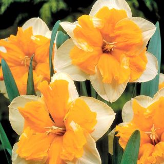 水仙オランジェリー - 水仙オランジェリー -  5球根 - Narcissus