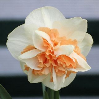 Narcizas - Replete - pakuotėje yra 5 vnt - Narcissus
