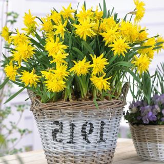 Narcissus Rip Van Winkle - Daffodil Rip Van Winkle - 5 لامپ