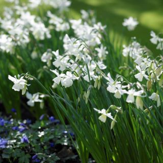 Narcissus Thalia - Daffodil Thalia - 5 หลอด