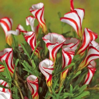 Oxalis Verscolor - Kẹo Cane Sầu riêng - 2 củ