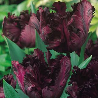 Tulipa 검은 앵무새 - 튤립 검은 앵무새 - 5 알뿌리 - Tulipa Black Parrot