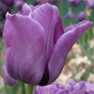 Tulpes Blue Aimable - 5 gab. Iepakojums - Tulipa Blue Aimable