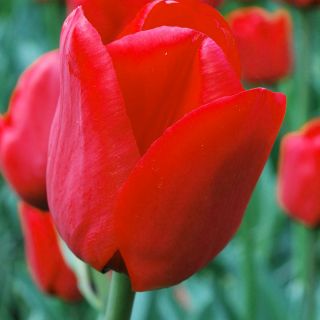 Тулипа Ил дьо Франс - 5 отзива - Tulipa Ile de France