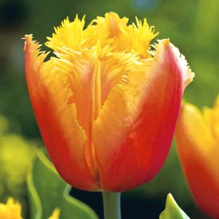 Tulipa Lambada - Tulipán Lambada - 5 květinové cibule
