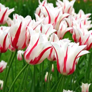 Tulipa Marilyn - pacote de 5 peças