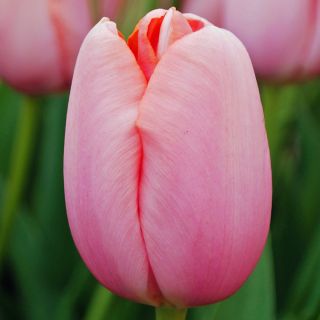 Tulipa芒通 - 郁金香芒通 -  5个洋葱 - Tulipa Menton