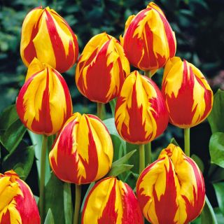 Tulipa Mickey Mouse - Tulip Mickey Mouse - 5 květinové cibule