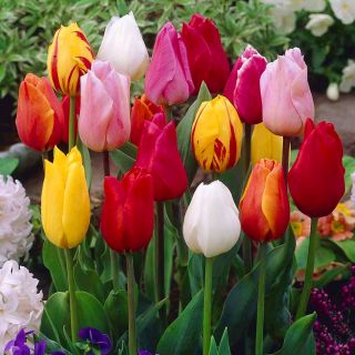 Tulipa Mix - Tulip Mix - 5 kvetinové cibule
