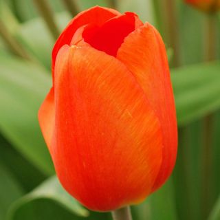 Tulip Orange - paquete grande! - 50 pcs - 