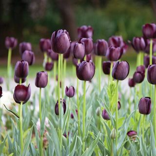Tulipa Queen of Night - Regina de noapte a lunii - 5 bulbi