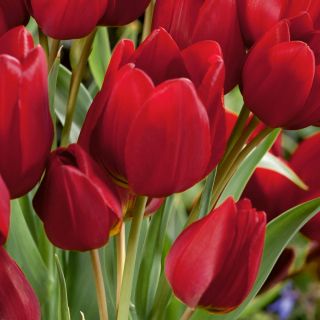 Тюльпан Red Georgette - пакет из 5 штук - Tulipa Red Georgette