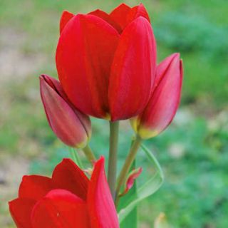 Тюльпан Red Georgette - пакет из 5 штук - Tulipa Red Georgette