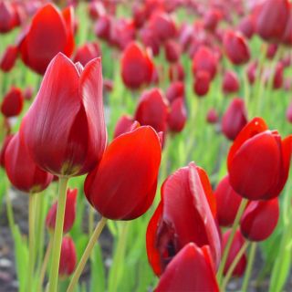 Тулипа Ред Георгетте - Тулип Ред Георгетте - 5 луковица - Tulipa Red Georgette