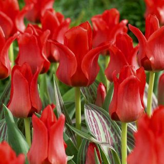 Tulipa Red Hood - Τουλίπα Κόκκινη Καλτσόν - 5 λάμπες - Tulipa Red Riding Hood