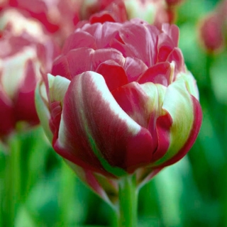 טוליפה מוניטין ייחודי - טוליפ מוניטין ייחודי - 5 bulbs - Tulipa Renown Unique
