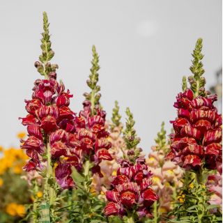 Snapdragon comune con fiori multicolori - 740 semi - Antirrhinum majus nanum Tutti Frutti
