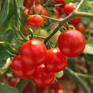 Tomaatti - Alka - 250 siemenet - Lycopersicon esculentum