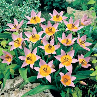 Tulipa Saxatilis - توليب ساكساتيليس - 5 لمبات