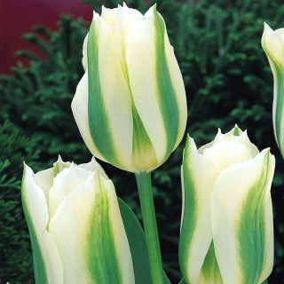Tulipano Spring Green - pacchetto di 5 pezzi - Tulipa Spring Green