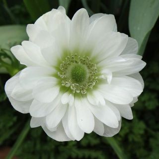 Double anemone - Mount Everest - 40 kpl; unikon anemone, windflower - 