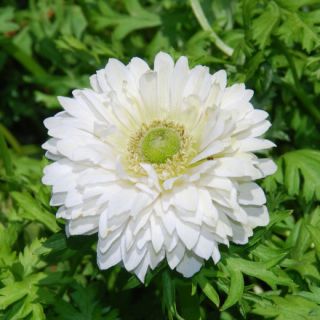 Double anemone – Mount Everest – 40 pcs; poppy anemone, windflower