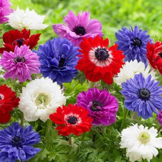 Dvojna vetrnica - izbor barv - 40 kosov; mak anemona, navadni cvet - 