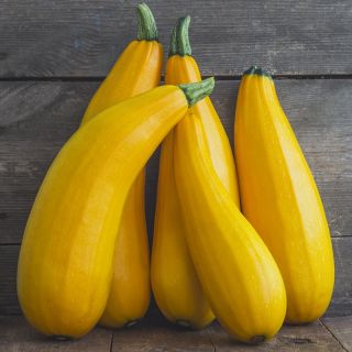 Zucchini "Goldena" - 27 semințe - Cucurbita pepo 