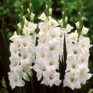 Gladíolo branco - XXL - pacote de 5 peças - Gladiolus